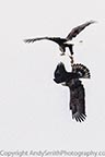 Juvenile Bald Eagle Fighting over Fish 2